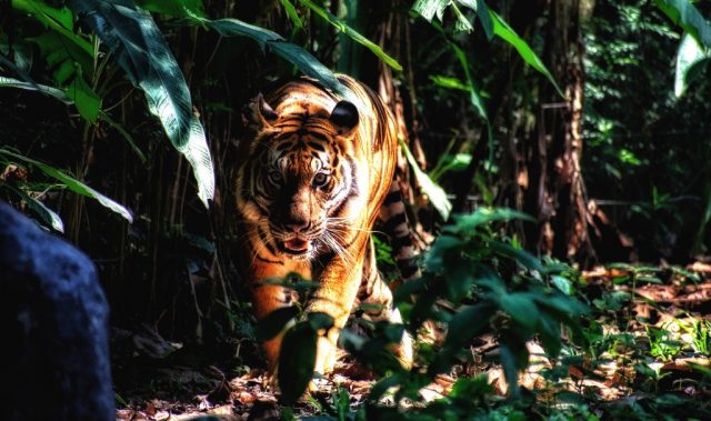 Saving Tigers Helped Reduce India’s Carbon Emissions