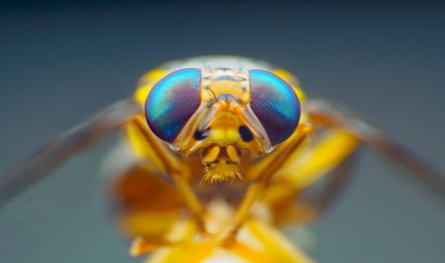 How Fear Affects What We See
