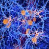 Microglia Help Neurons Mature In Developing Brain