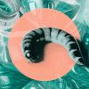 “Worm Gut” Bacteria Might Help Speed Up Plastic Degradation