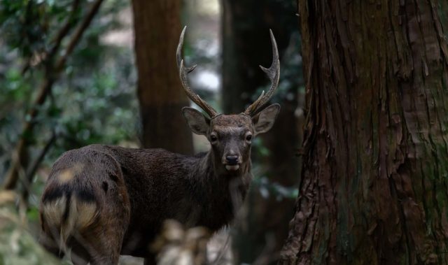 How Sika Deer’s Overpopulation Led To Forest Decline in Kyushu