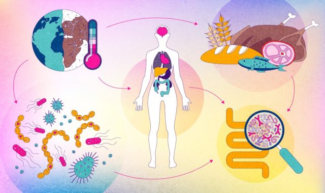 Your Gut Microbiome Is The New Climate Casualty