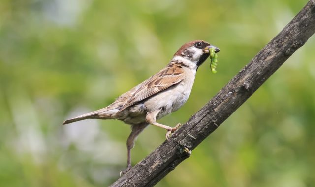 India’s Birds in Peril: Citizen Science Uncovers Alarming Decline