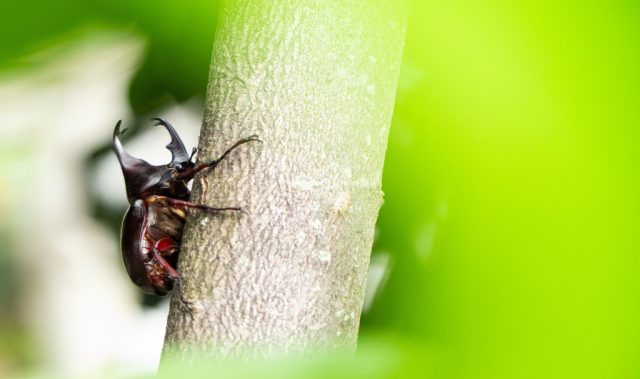 El Niño Is Driving Insect Declines In Tropics