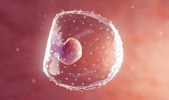 Scientists Recreate Embryo Implantation In The Lab