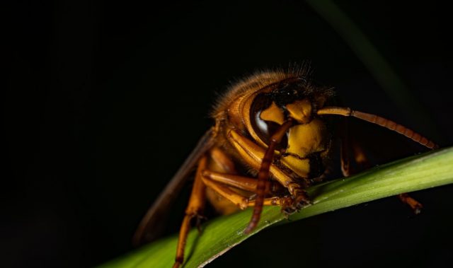 City Life Forces Two Rival Hornets To Coexist By Changing What They Eat