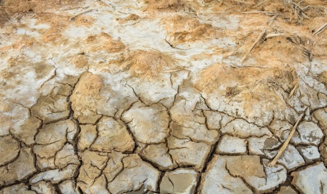Salt-Tolerant Bacteria Could Help Sundarbans’ Farmers Fight Rising Salinity