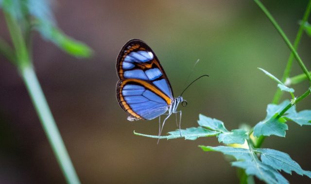 Simple DNA Switch Lets Butterflies Change Wing Spots