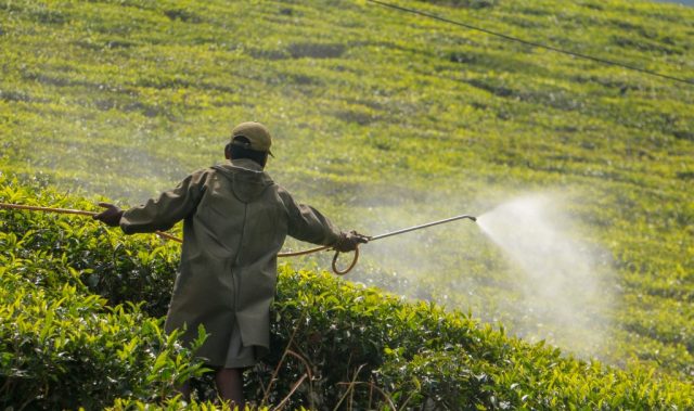 Liquid Marbles Could Lead To Greener Pesticides That Don’t Slide Off Leaves