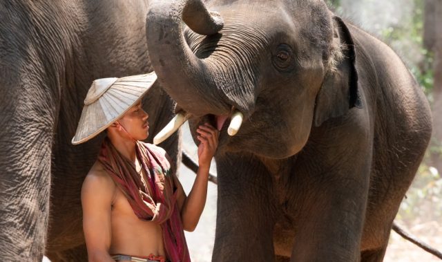 How Asian Elephants Decide You’re Worth Talking To
