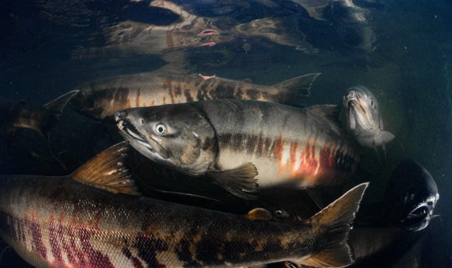 Warming Seas Push Japan’s Iconic Salmon North