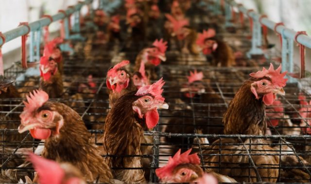 Airborne Clues: New Testing Method Spots Hidden Viruses In Poultry Markets