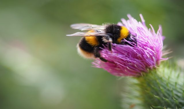 Bees Break Their Own Rules: Why Popular Flowers Beat Pretty Ones