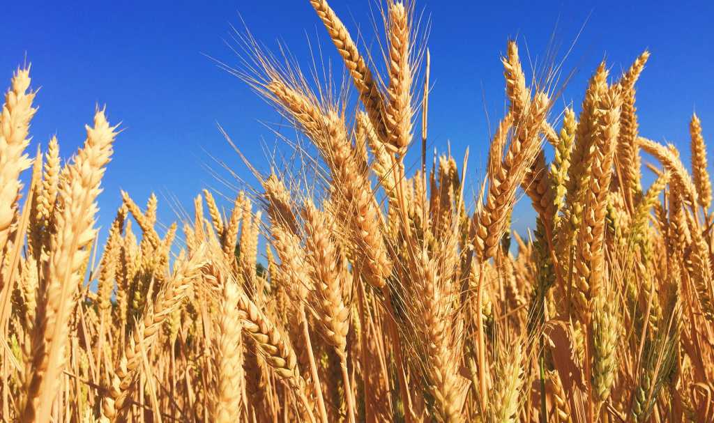 Global Consortium Leverages Spatial Omics For Food Security – Asian Scientist Magazine Global Consortium Leverages Spatial Omics For Food Security – Asian Scientist Magazine
