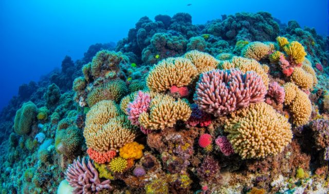Coral Reefs May Not Grow Fast Enough To Keep Pace With Rising Seas