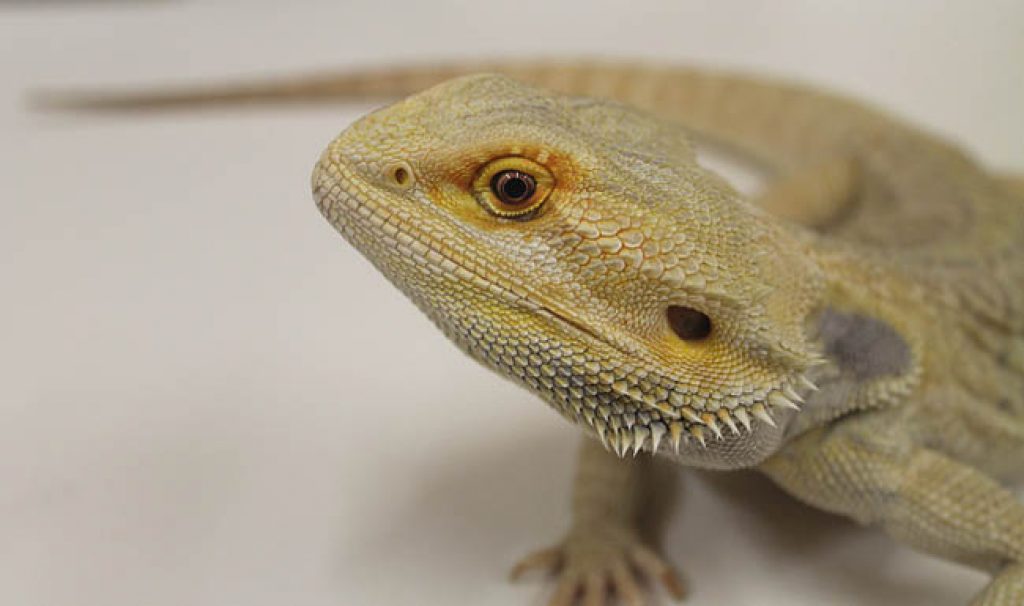 Bearded Dragon Color Chart