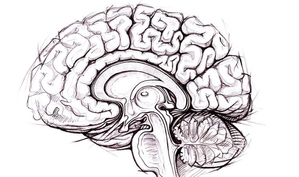 A Peek At The Brain Through SeeThrough Skulls Asian Scientist Magazine