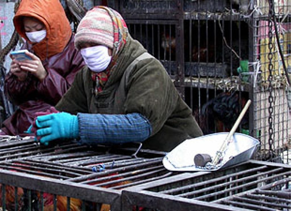 Four New Cases Of H7N9 Avian Influenza In China’s Jiangsu Province ...