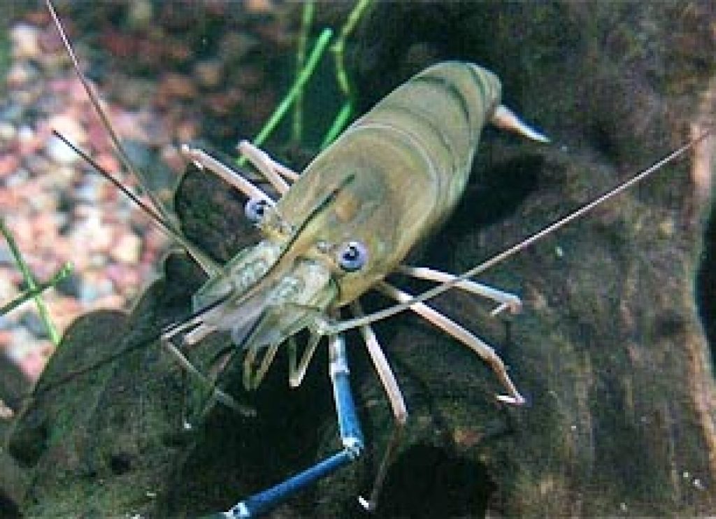 Giant Freshwater Prawn Strain That Grows 25 Percent Faster May Help Asian Farmers Asian
