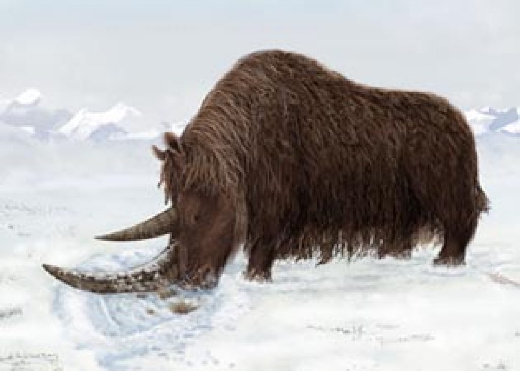 Ice Age Woolly Rhino Discovered In The Himalayas Tibet Asian 