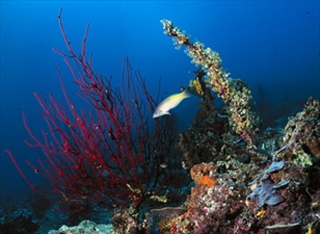 Marine Life Breeding Earlier As Oceans Warm | Asian ...
