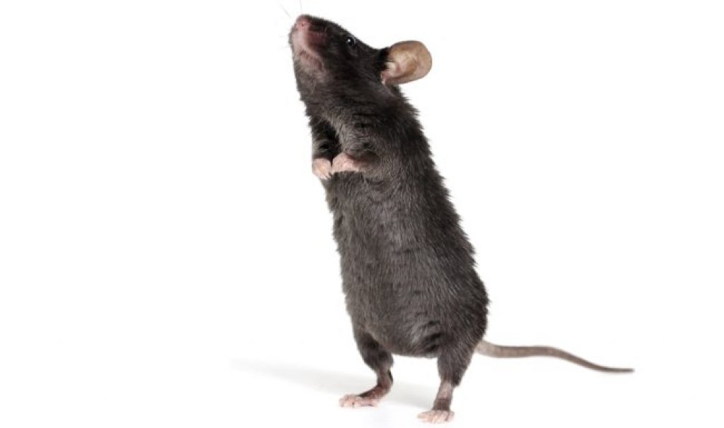 Scientists Develop A MitochondrialDriven Mouse Model Of Depression