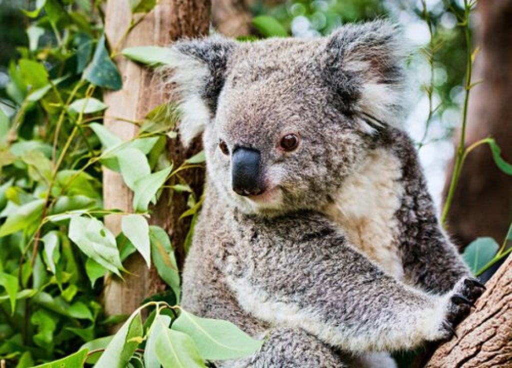 STD Vaccine Developed For Koala Bears - Asian Scientist Magazine