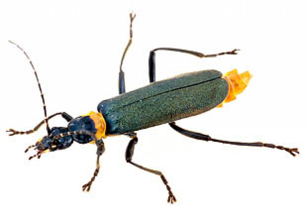 Soldier Beetles Synthesize Fatty Acids For Defense Asian Scientist
