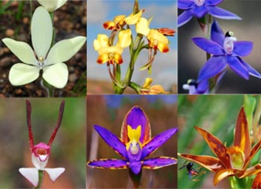 The Wild Orchids Of Western Australia Asian Scientist Magazine