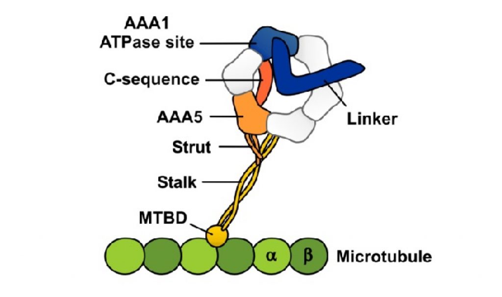 What Powers A Molecular Motor? Asian Scientist Magazine