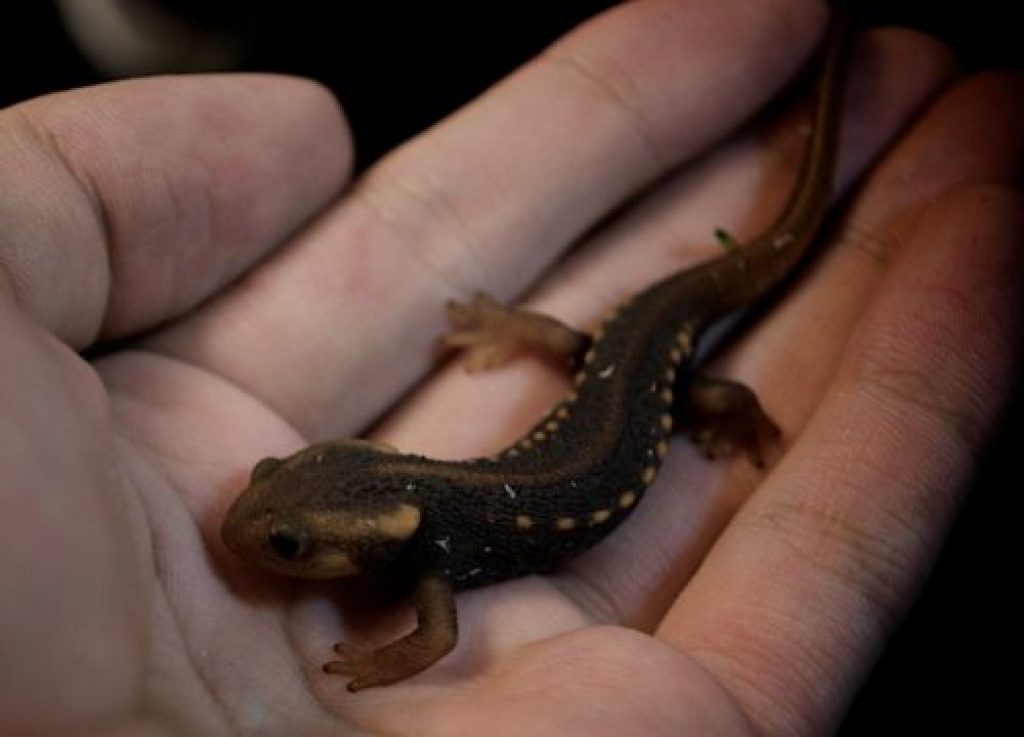 Wound Healing, the Salamander Way