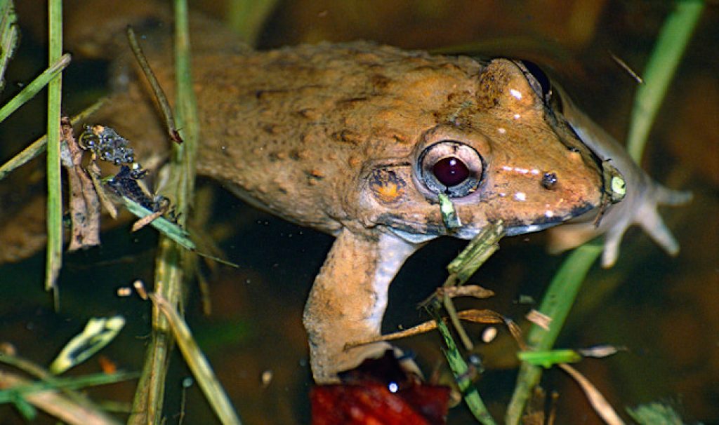 Image result for Crab-eating frog