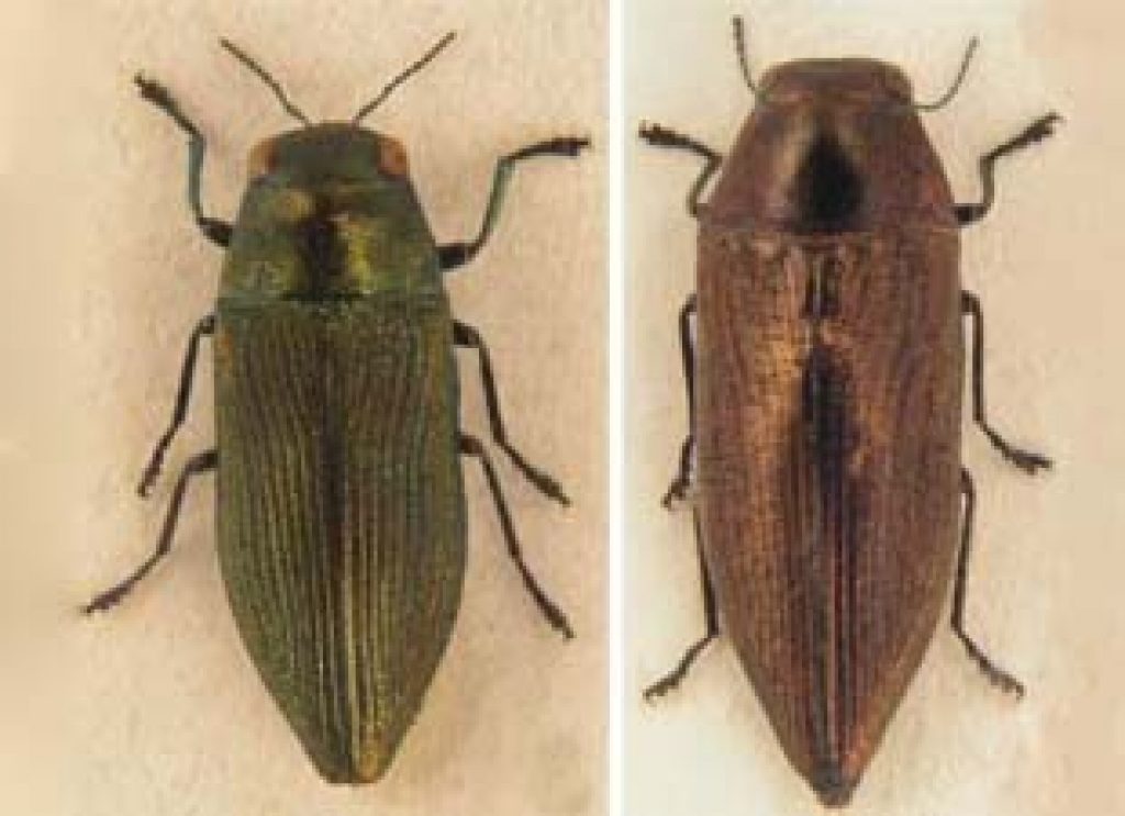 Four New Species Of Jewel Beetles Discovered In Southeast Asia Asian