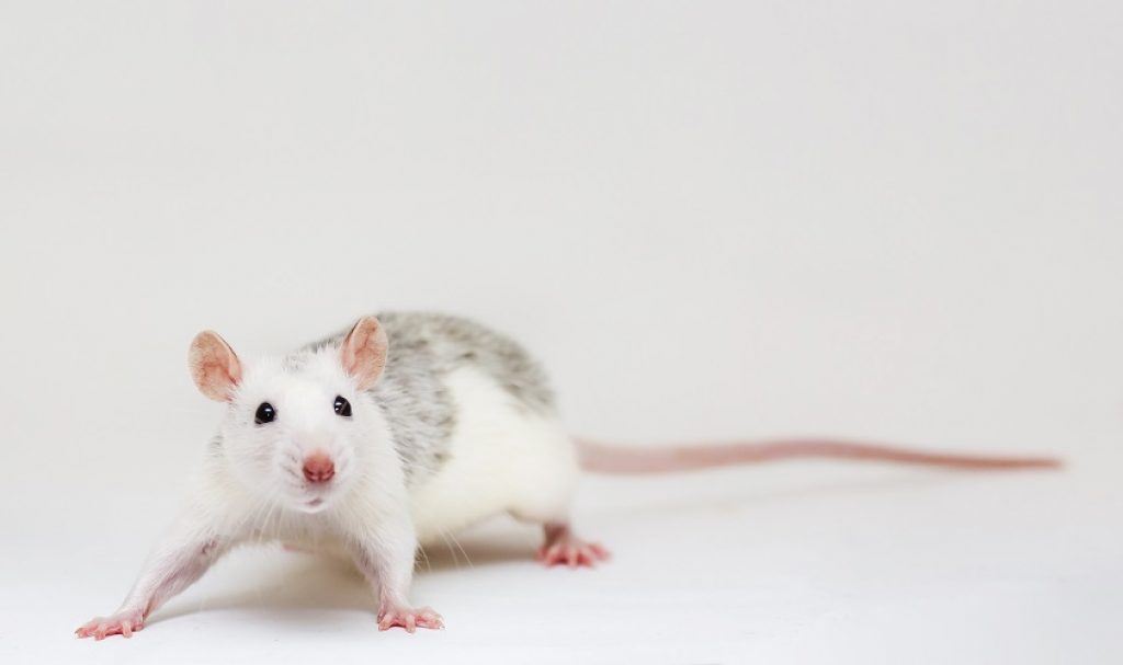 https://www.asianscientist.com/wp-content/uploads/bfi_thumb/mice-lab-rat-shutterstock_605647973-3708dodhuhc1rwu1v9g7pc.jpg